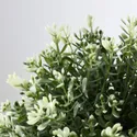 IKEA FEJKA ФЕЙКА, искусственное растение в горшке, тимьян, 9 см 903.751.55 фото thumb №5