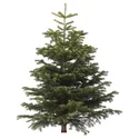 IKEA ABIES NORDMANNIANA, Різдвяна ялинка, 171-220 см 802.283.63 фото thumb №1