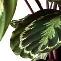 IKEA CALATHEA КАЛАТЕЯ, растение в горшке, Калатея / различные растения, 19 см 102.588.29 фото thumb №4
