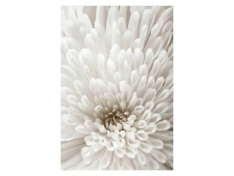 BRW Постер "Белый цветок" 50x70 см 077191 фото №1