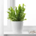 IKEA ASPLENIUM 'CRISPY WAVE', растение в горшке, 12 см 004.607.80 фото thumb №2