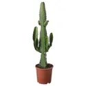 IKEA EUPHORBIA ACRURENSIS, комнатное растение, пустынная свеча, 17 см 405.986.91 фото thumb №1