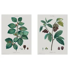 IKEA BILD БИЛЬД, постер, Ботаническое исследование II, 30x40 см 204.469.34 фото