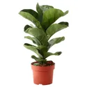 IKEA FICUS LYRATA BAMBINO, растение в горшке, фикус лирата, 12 см 104.853.65 фото thumb №1