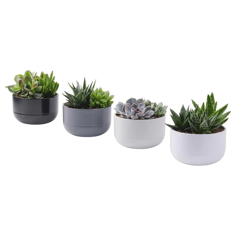 IKEA SUCCULENT, комнатное растение, Суккуленты разных цветов, 14 см 405.986.86 фото №1