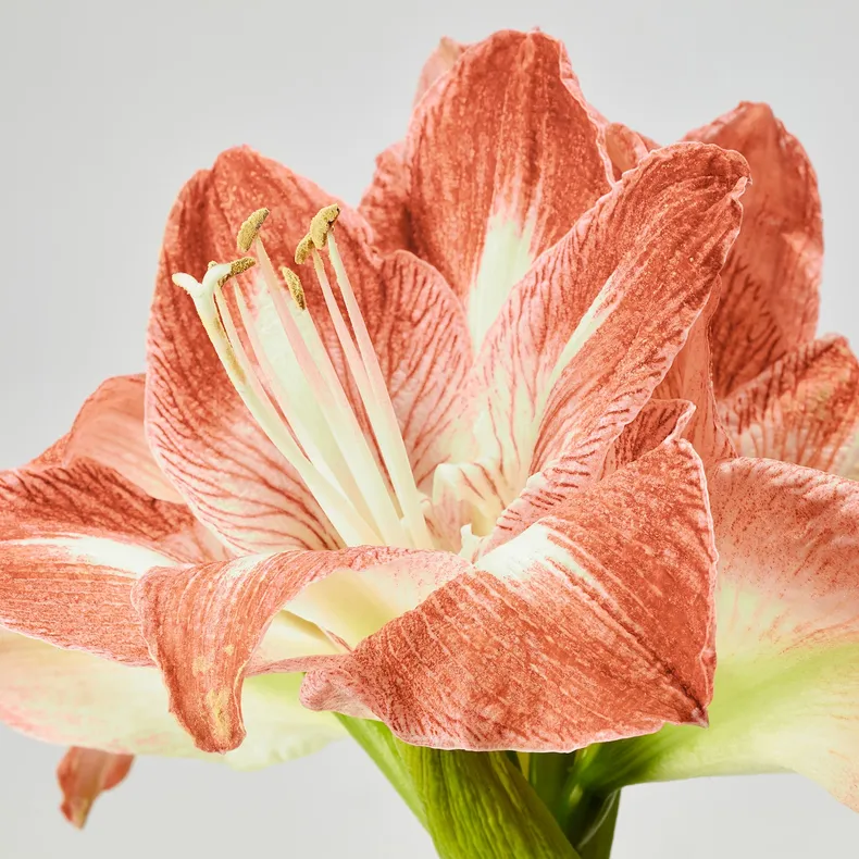 IKEA HIPPEASTRUM, комнатное растение, амариллис/2 бутона разных цветов, 13 см 005.878.40 фото №3