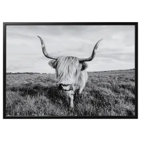 IKEA BJÖRKSTA БЬЁРКСТА, картина с рамой, любопытная корова / черный, 140x100 см 495.089.12 фото