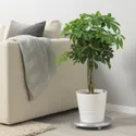 IKEA SCHEFFLERA ARBORICOLA ШЕФФЛЕРА АРБОРІК, рослина в горщику, Північноамериканська магнолія / кручений стовбур, 19 см 904.085.42 фото thumb №2