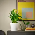 IKEA ZANTEDESCHIA ЗАНТЕДЕСКИЯ, растение в горшке, Болотный папоротник / различные цвета, 14 см 805.697.57 фото thumb №4