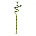 IKEA DRACAENA ДРАЦЕНА, растение, Драцена Сандера / спираль, 45 см 500.645.89 фото thumb №1