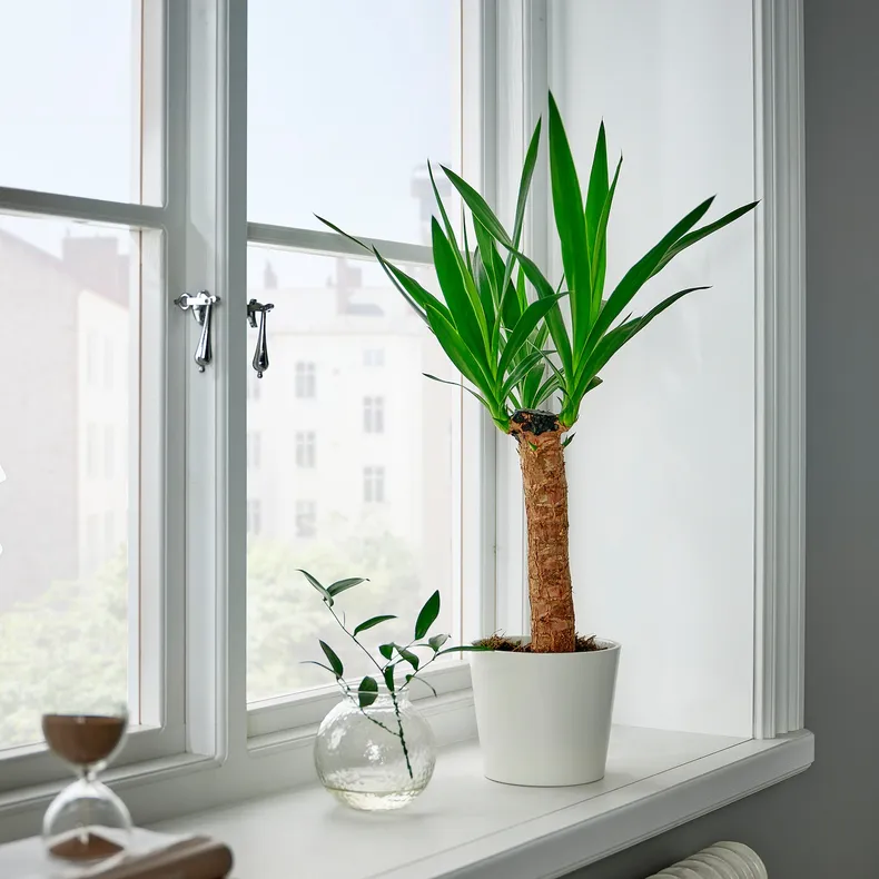 IKEA YUCCA ELEPHANTIPES, комнатное растение, Юкка без колючек, 14 см 305.281.80 фото №2