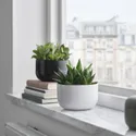 IKEA SUCCULENT, комнатное растение, Суккуленты разных цветов, 14 см 405.986.86 фото thumb №2