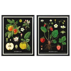 IKEA KNOPPÄNG КНОППЕНГ, рамка з постером, вінтажні фруктові ботанічні карти, 40x50 см 505.788.95 фото