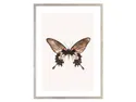 BRW картина Коричневий метелик 50х70 см 081601 фото thumb №1