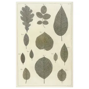 IKEA BILD БИЛЬД, постер, коллекция ботанических листьев, 61x91 см 705.708.98 фото