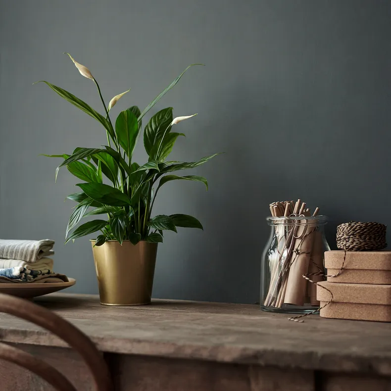 IKEA SPATHIPHYLLUM СПАТИФІЛЛУМ, рослина в горщику, Лілія миру, 12 см 601.449.01 фото №2