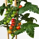 IKEA SOLANUM LYCOPERSICUM, растение в горшке, помидор, 15 см 705.746.36 фото thumb №4