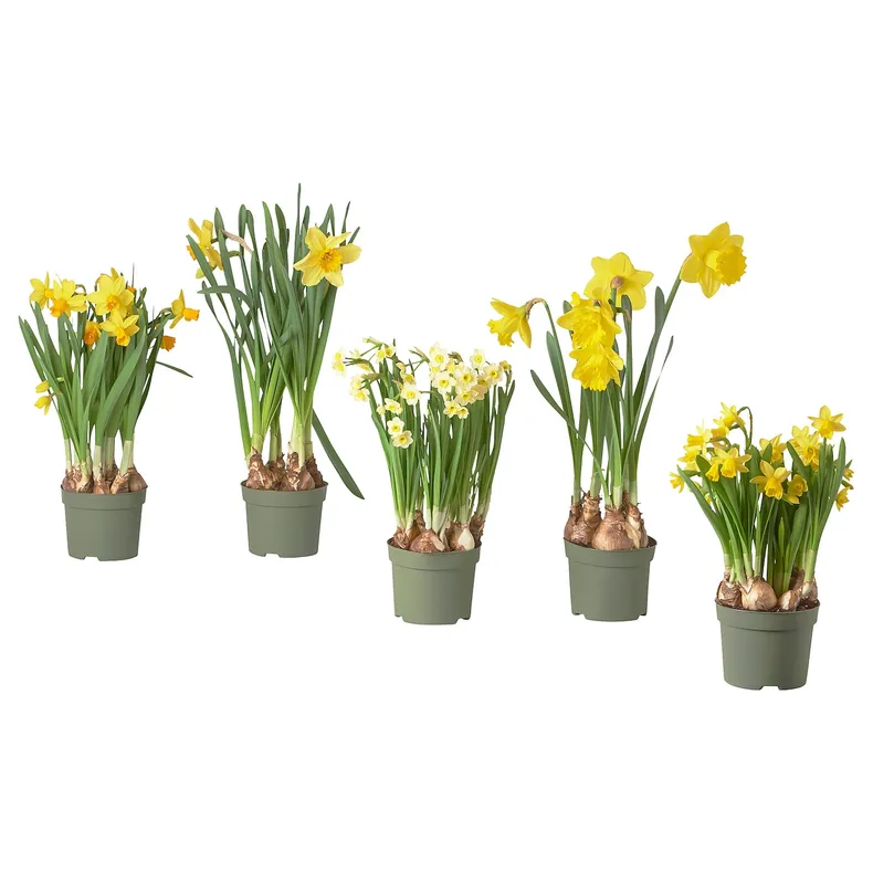 IKEA NARCISSUS НАРЦИС, рослина в горщику, різне/нарцис, 12 см 005.930.87 фото №1