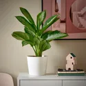 IKEA AGLAONEMA АГЛАОНЕМА, растение в горшке, 17 см 305.009.30 фото thumb №4