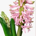 IKEA HYACINTHUS, комнатное растение, различные цвета, 12 см 705.930.84 фото thumb №4