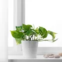 IKEA EPIPREMNUM ЕПІПРЕМНУМ, рослина в горщику, Epipremnum goldenis, 12 см 205.281.90 фото thumb №2