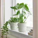 IKEA MONSTERA DELICIOSA МОНСТЕРА ДЕЛІСЙОС, рослина в горщику, Дірчаста монстера, 12 см фото thumb №3