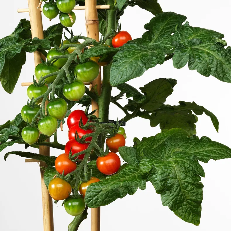 IKEA SOLANUM LYCOPERSICUM, растение в горшке, помидор, 15 см 705.746.36 фото №4