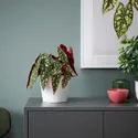 IKEA BEGONIA MACULATA, рослина в горщику, коралова бегонія, 12 см 505.746.37 фото thumb №3