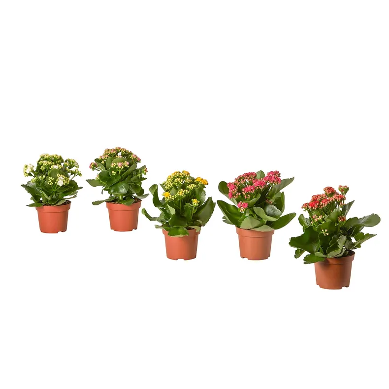 IKEA KALANCHOE КАЛАНХОЭ, растение в горшке, Фламинго Кэти разных цветов, 10,5 см 705.751.55 фото №1