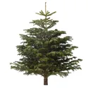 IKEA ABIES NORDMANNIANA, Різдвяна ялинка, 140-170 см 800.458.82 фото thumb №1