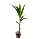 IKEA COCOS NUCIFERA, растение в горшке, кокосовая пальма, 19 см 201.674.85 фото thumb №1