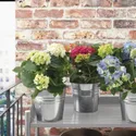 IKEA HYDRANGEA ГІДРАНГЕЯ, рослина в горщику, Гортензія різних кольорів, 15 см 805.697.38 фото thumb №3