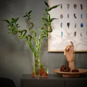 IKEA DRACAENA ДРАЦЕНА, растение, Драцена Сандера / спираль, 45 см 500.645.89 фото thumb №2