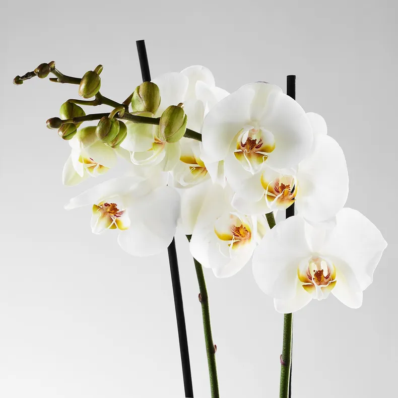 IKEA PHALAENOPSIS ФАЛЕНОПСИС, растение в горшке, Орхидея / 2 стебля, 12 см 103.033.65 фото №7