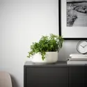 IKEA HIMALAYAMIX ГІМАЛАЯМІКС, рослина в горщику, різні рослини з листям, 12 см 602.345.34 фото thumb №2