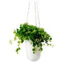 IKEA HIMALAYAMIX ГІМАЛАЯМІКС, рослина в горщику, різні рослини з листям, 12 см 602.345.34 фото thumb №3