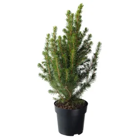 IKEA PICEA GLAUCA CONICA, комнатное растение, белая ель, 15 см 405.878.43 фото