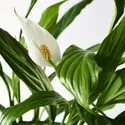IKEA SPATHIPHYLLUM СПАТИФІЛЛУМ, рослина в горщику, Лілія миру, 12 см 601.449.01 фото thumb №3