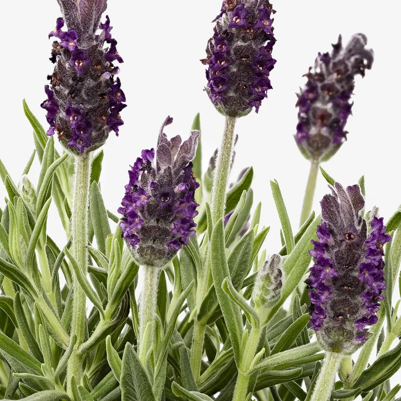 IKEA LAVANDULA ЛАВАНДА, растение в горшке, Лаванда, 12 см 303.154.09 фото №3