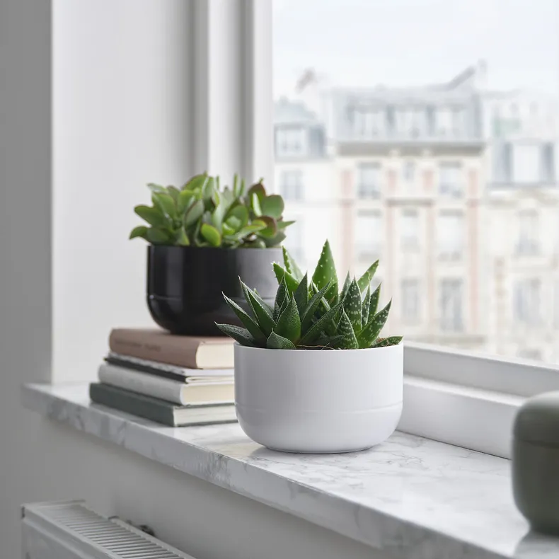 IKEA SUCCULENT, комнатное растение, Суккуленты разных цветов, 14 см 405.986.86 фото №2