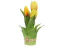 BRW тюльпани в пучках 20 см 3 шт прогумовані жовті 090938 фото thumb №1