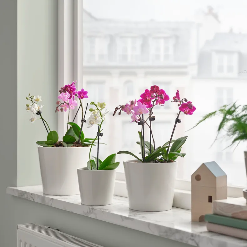 IKEA PHALAENOPSIS, комнатное растение, Орхидея разных цветов, 6 см 105.986.78 фото №4